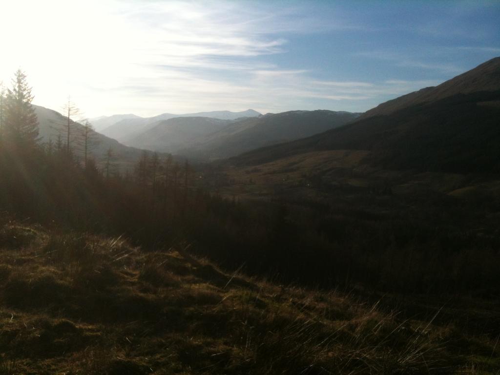 The Golden Larches